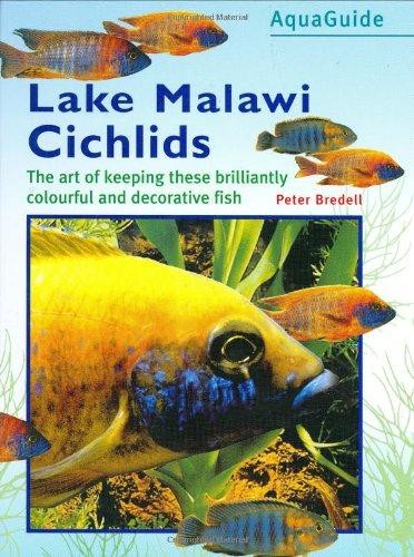 Lake malawi cichlids - cichlids, (aqua