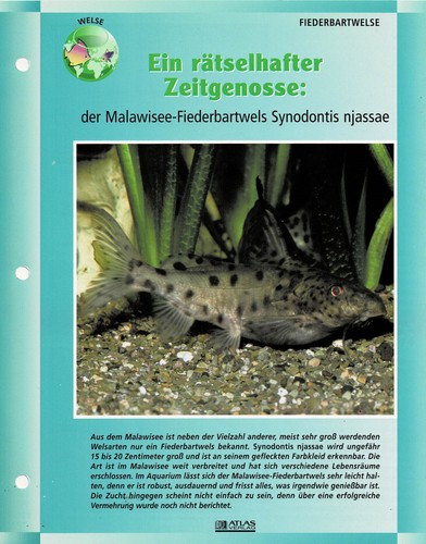 Der malawisee fiederbartwels - der, malawisee-fiederbartwels
